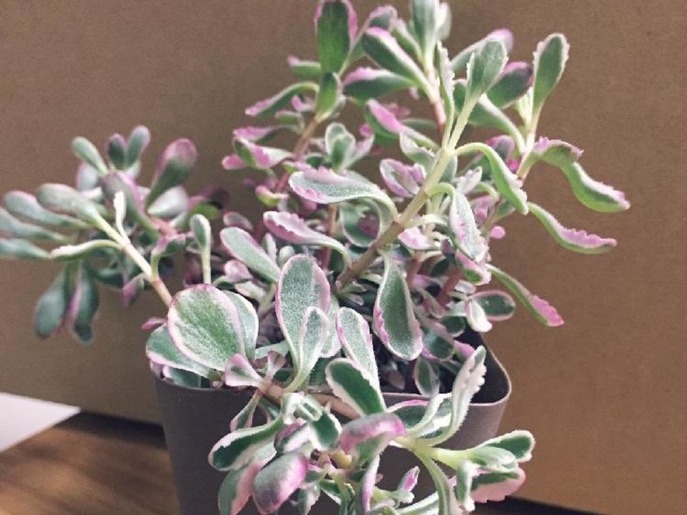 コーカサスキリンソウ　鉢植え　日差し