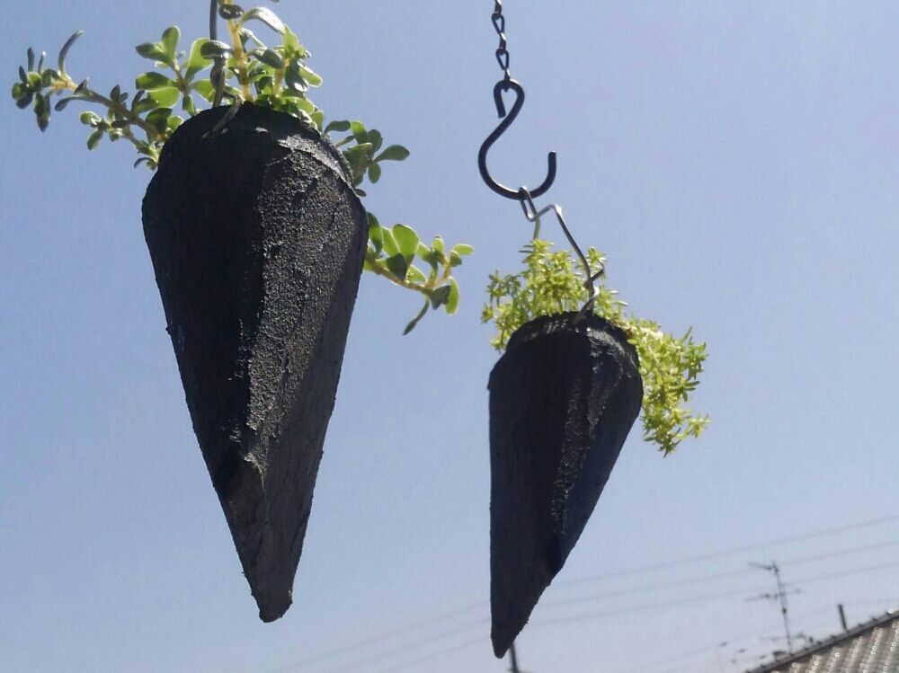 モリムラマンネングサ(森村万年草) 　エアプランツ　青空