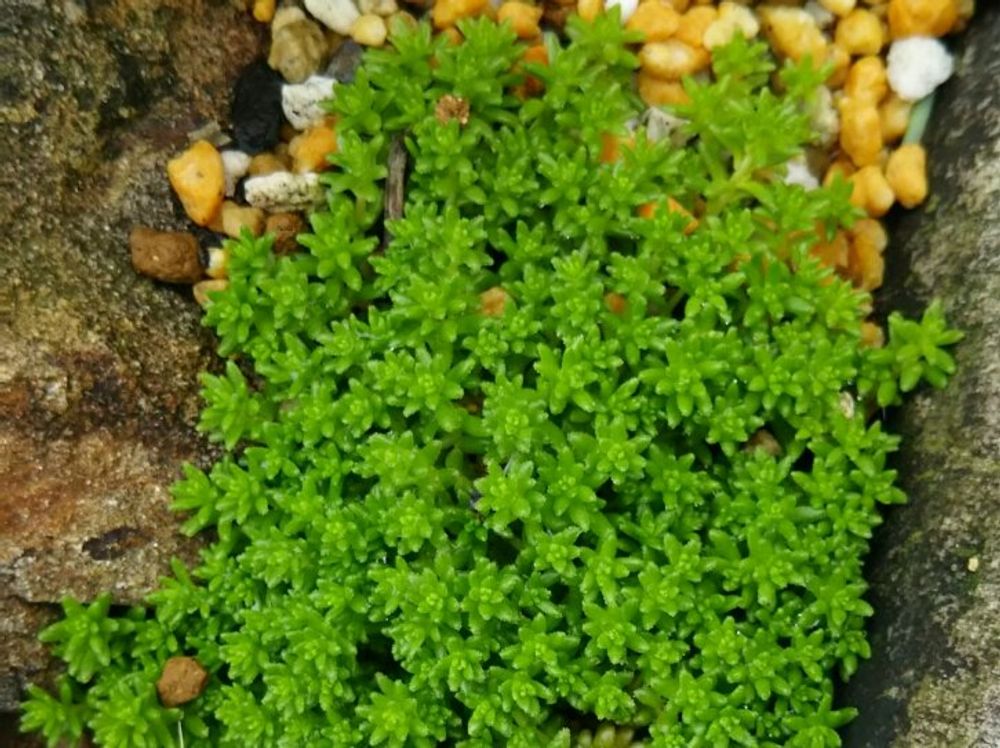 モリムラマンネングサ(森村万年草) 　葉