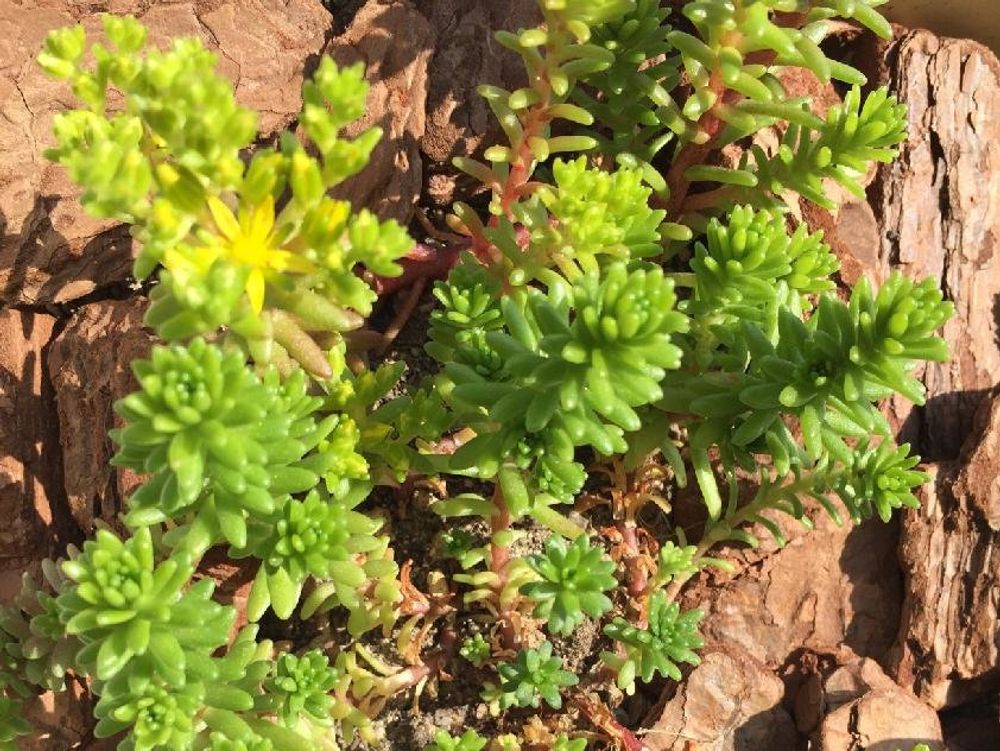 モリムラマンネングサ(森村万年草) 　株　日当たり