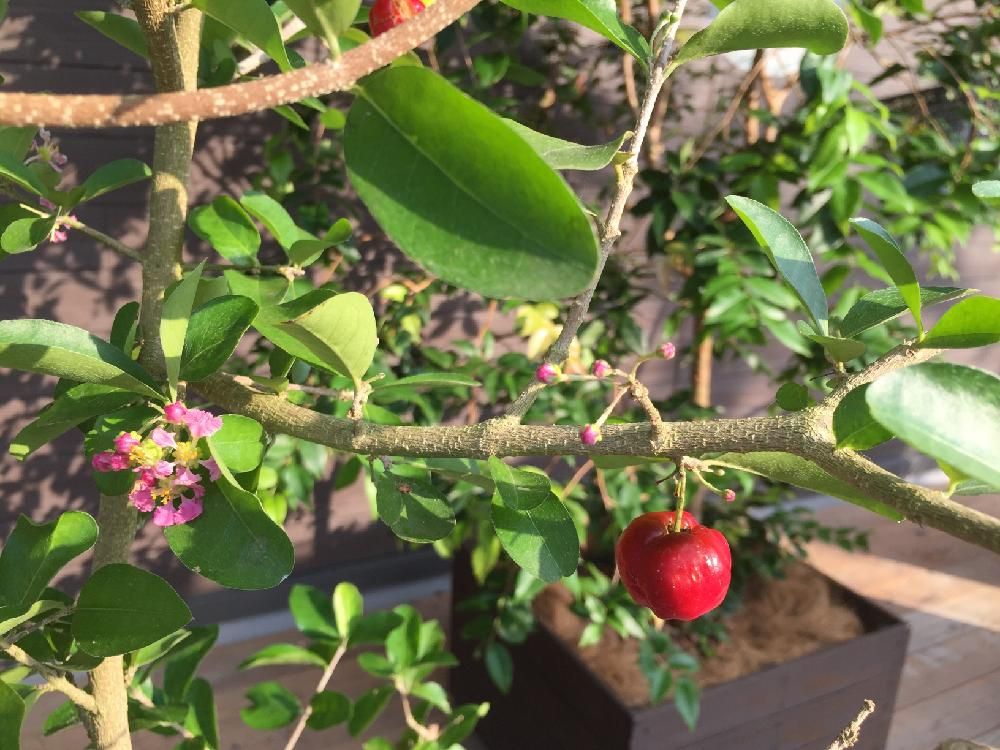 アセロラ　鉢植え　赤い実
