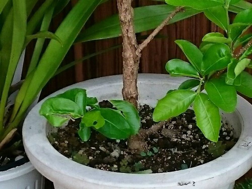 アセロラ　鉢植え　株