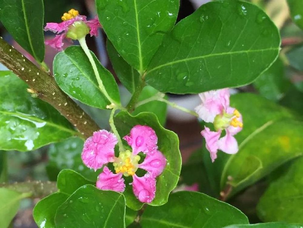 アセロラ　葉　水滴　ピンク色の花