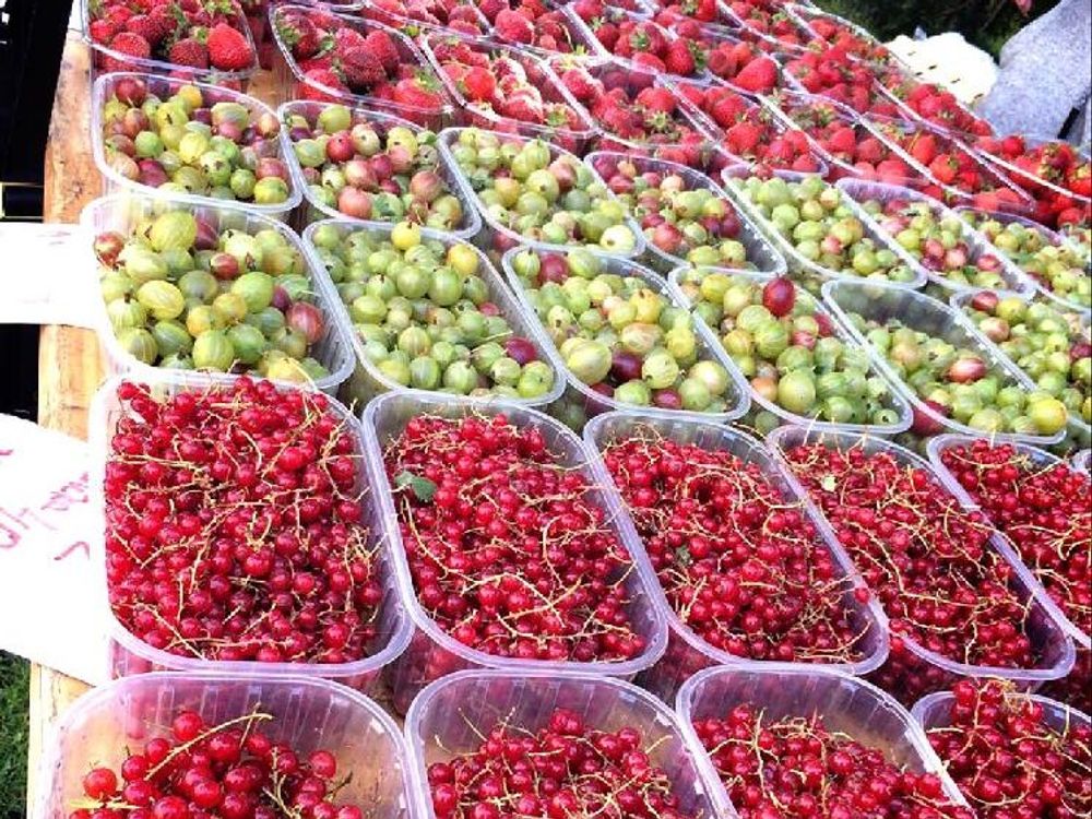 アセロラ　パッケージ　赤い実