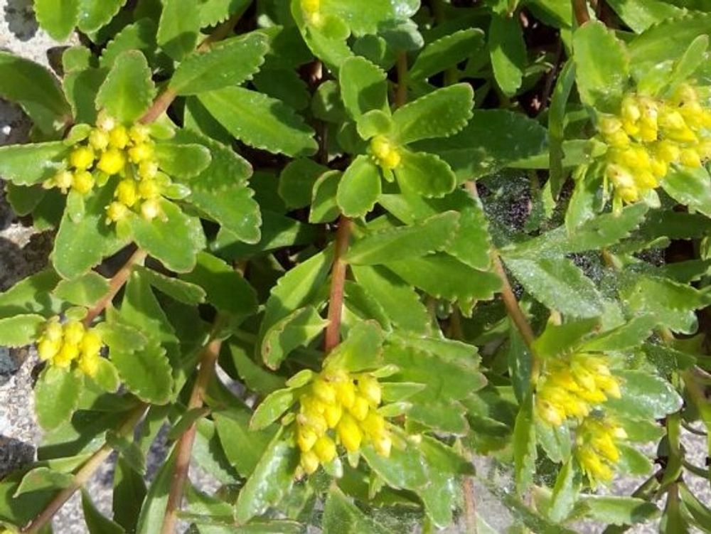 キリンソウ(麒麟草)　黄色い花