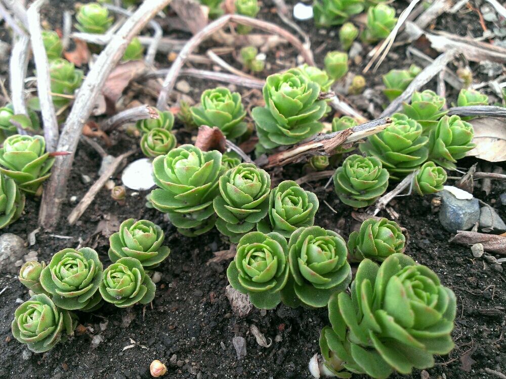 キリンソウ(麒麟草)　地植え　株