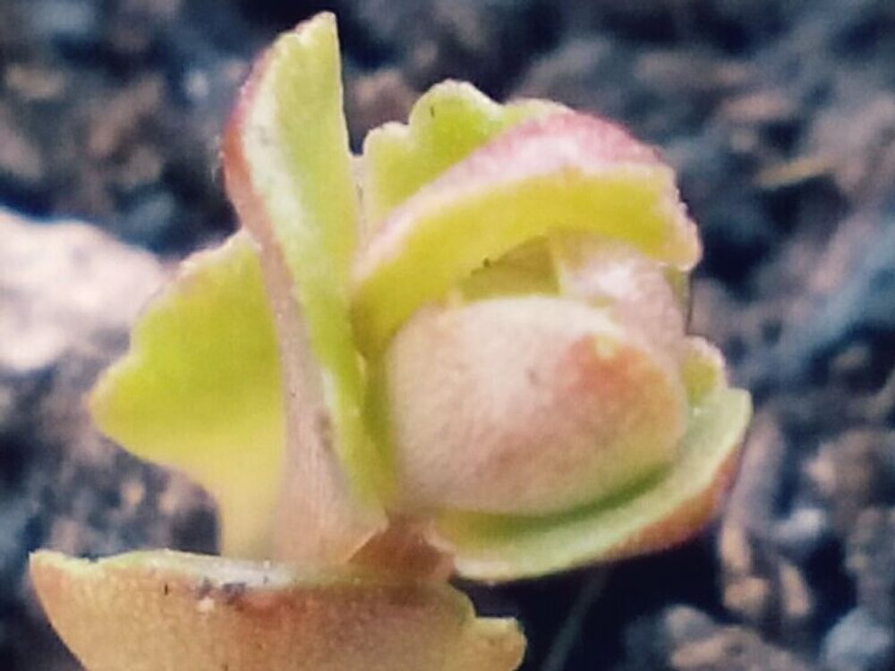 キリンソウ(麒麟草)　実