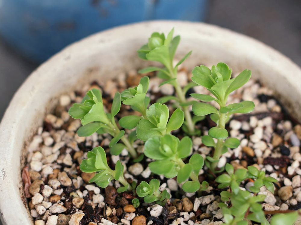 キリンソウ(麒麟草)　鉢植え　若芽