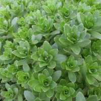 キリンソウ(麒麟草)の育て方｜植え付けや植え替えの時期は？の画像