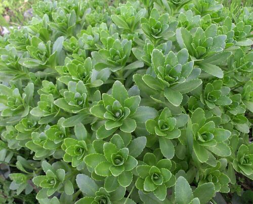 キリンソウ 麒麟草 の育て方 植え付けや植え替えの時期は Greensnap グリーンスナップ