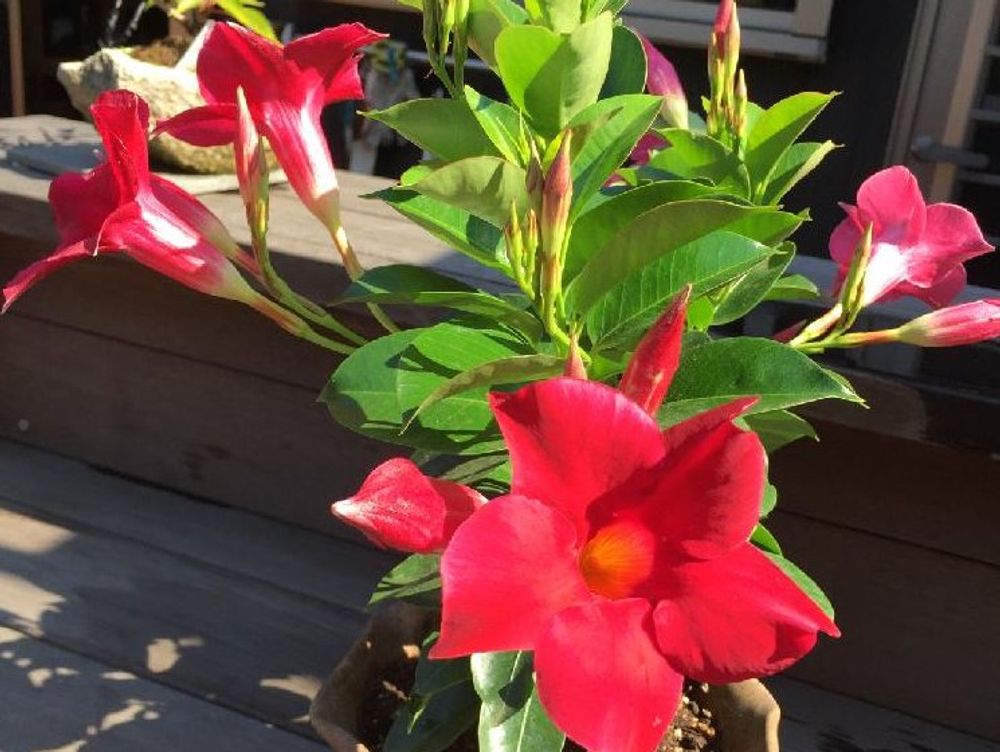 マンデビラ　鉢植え　赤い花