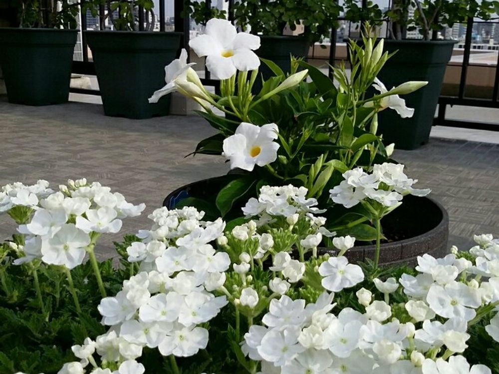 マンデビラ　白い花