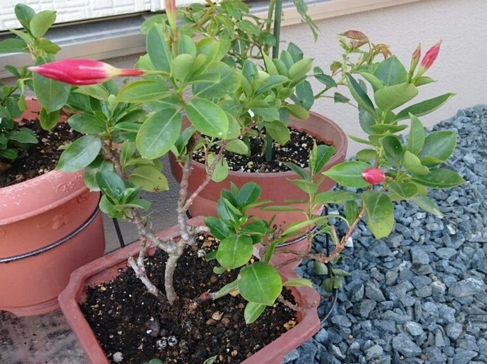 マンデビラ　鉢植え