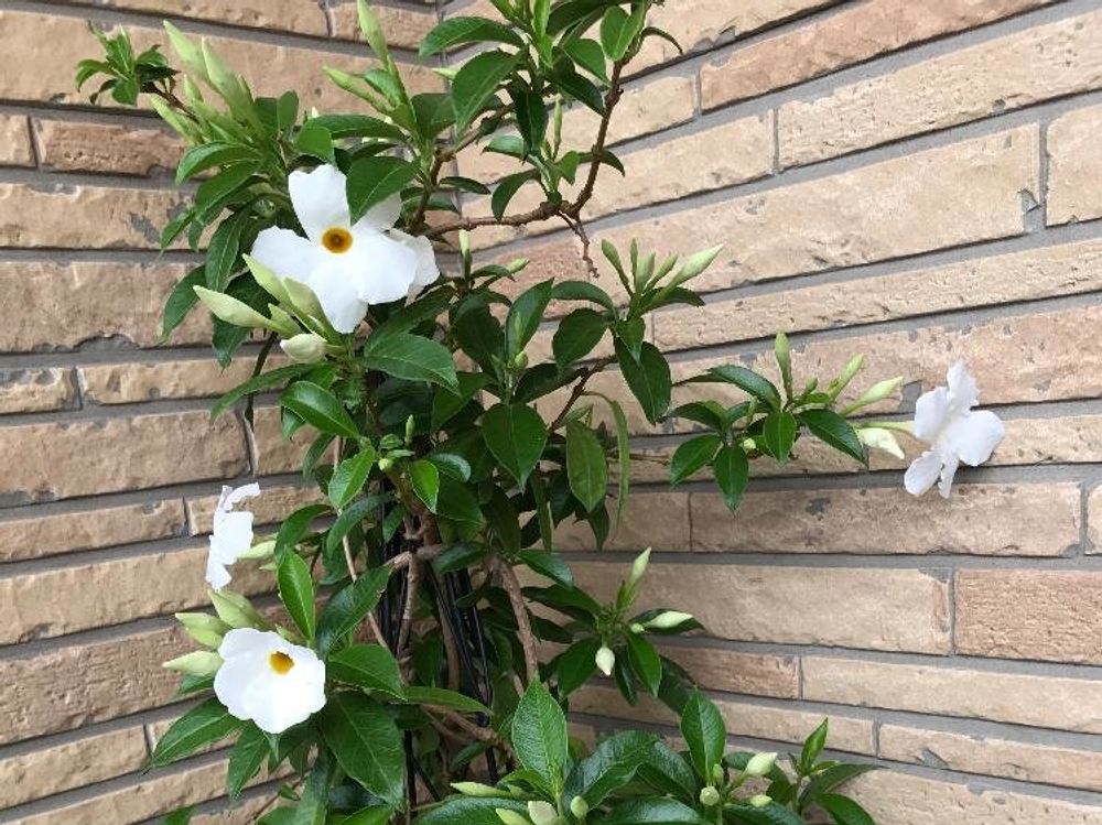 マンデビラ　白い花