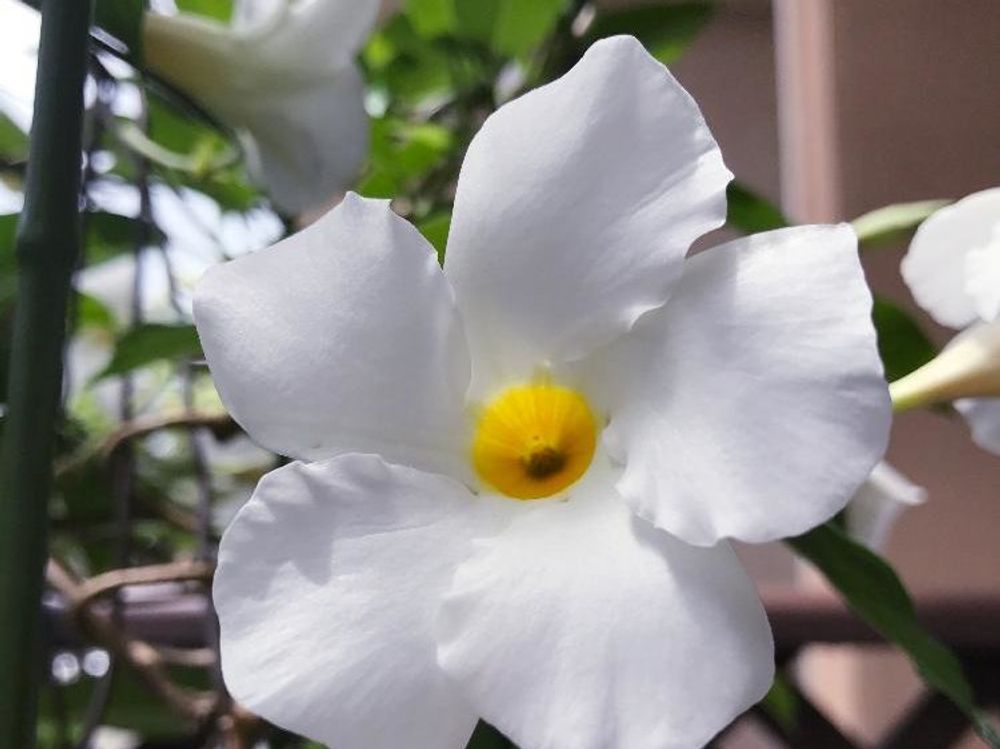 マンデビラ　白い花