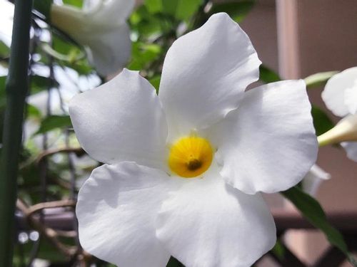 マンデビラの育て方 水やりや肥料を与えるタイミングは Greensnap グリーンスナップ