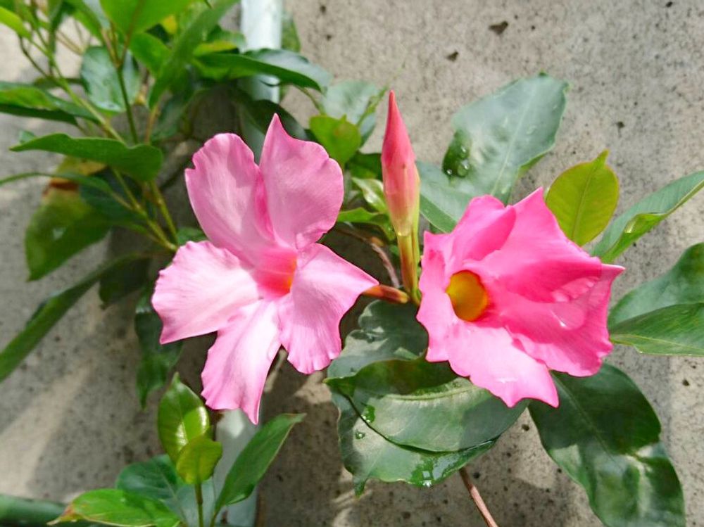 マンデビラ　ピンク色の花