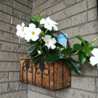 マンデビラの育て方｜水やりや肥料を与えるタイミングは？の画像