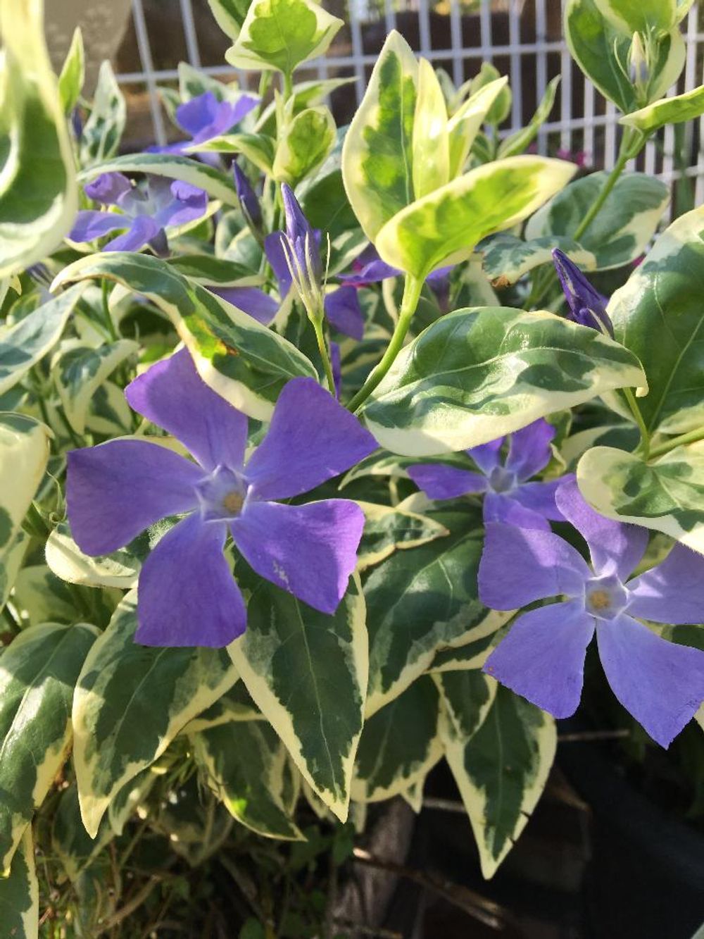 Photo by たまちゃんさん