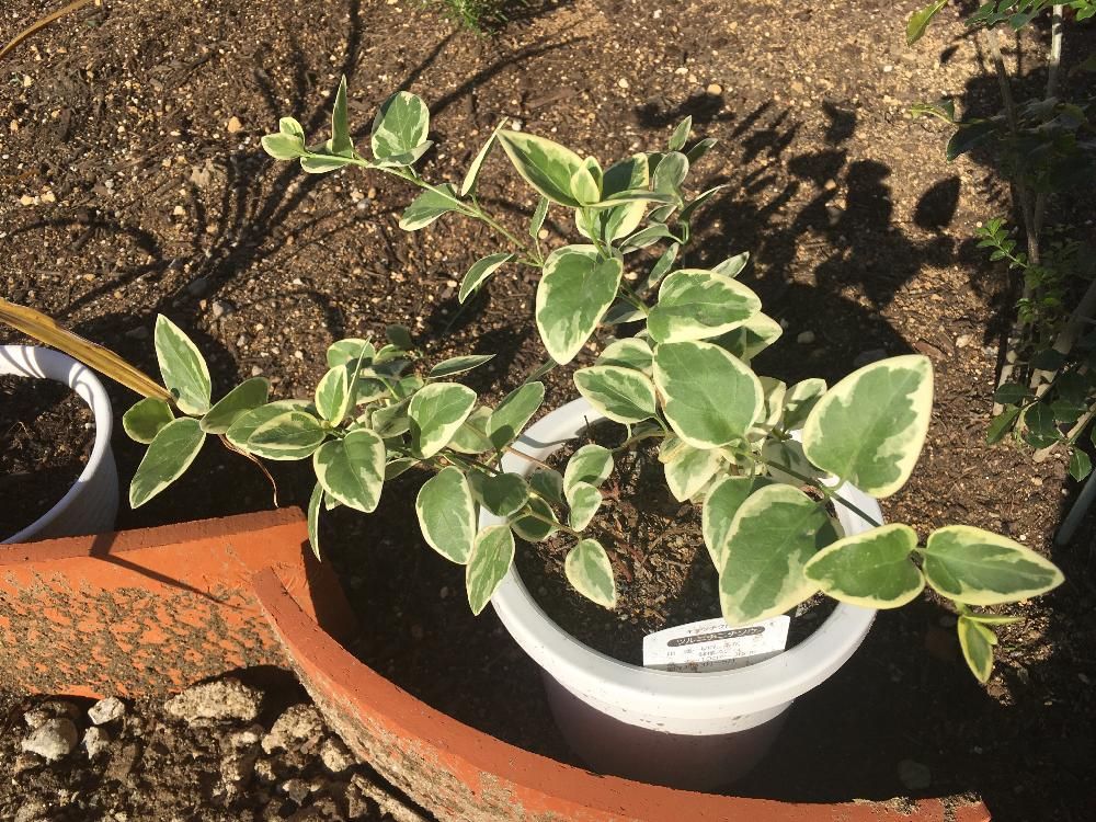 Photo by yasai18さん