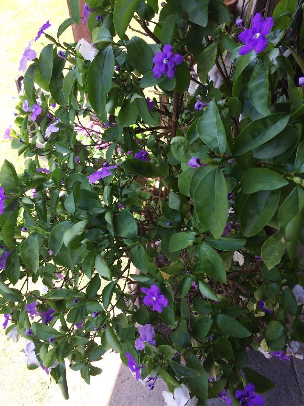 Photo by エーデルさん