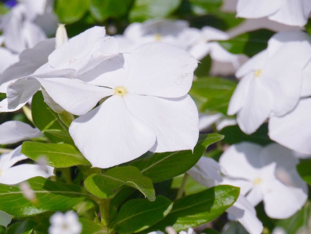 ニチニチソウ　白い花