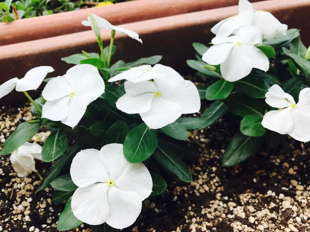 ニチニチソウ　プランター　白い花