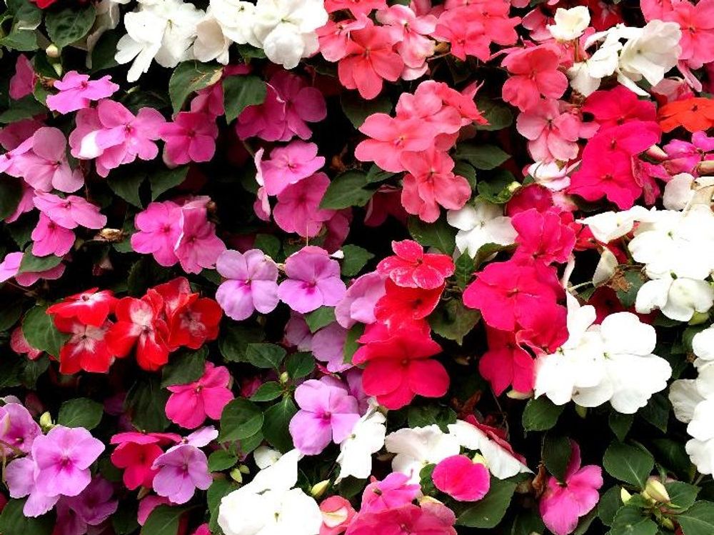 ニチニチソウ　赤い花　ピンク色の花　白い花