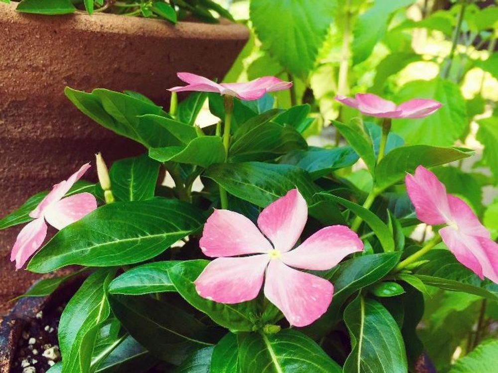 ニチニチソウ　ピンク色の花