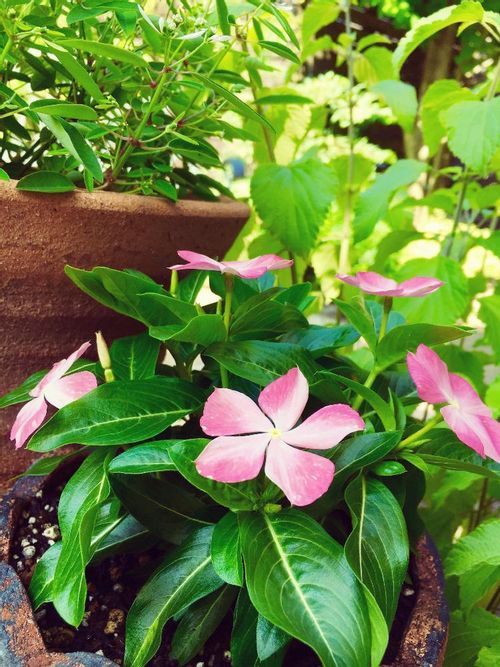 日々草 ニチニチソウ の育て方 種まきの時期は 冬越しはできるの Greensnap グリーンスナップ