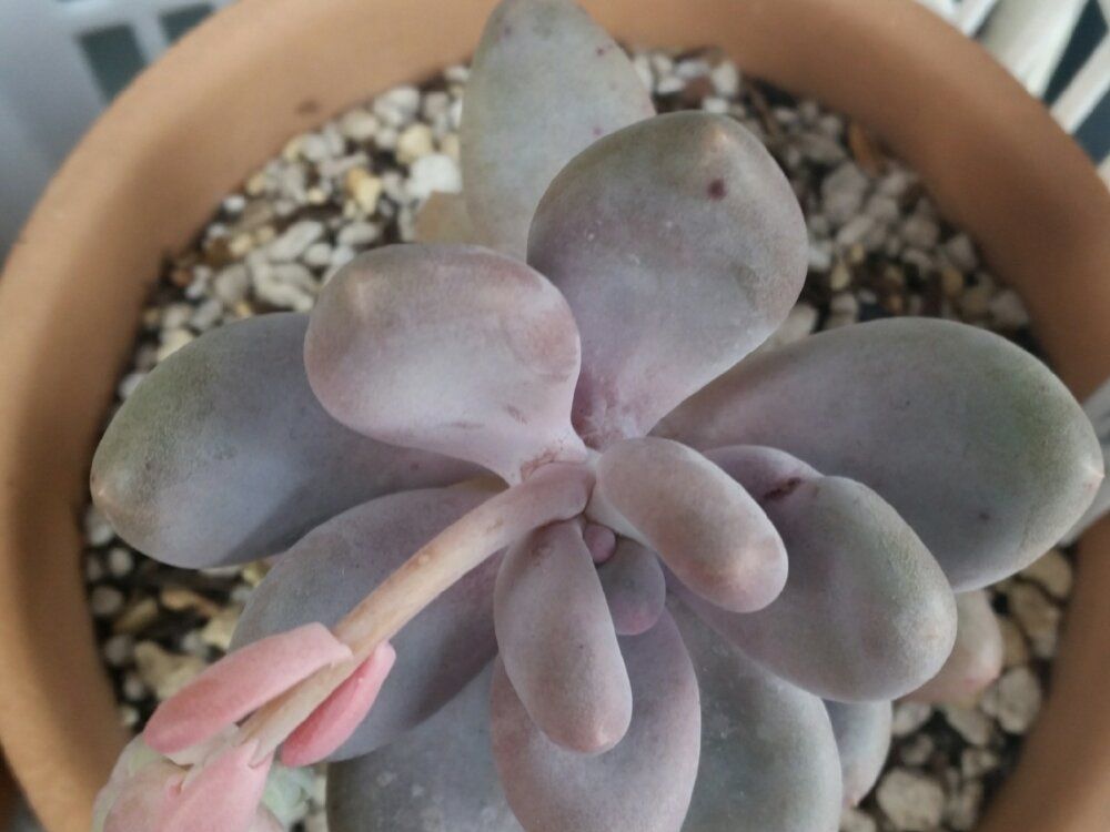 星美人(月美人)　鉢植え　屋内