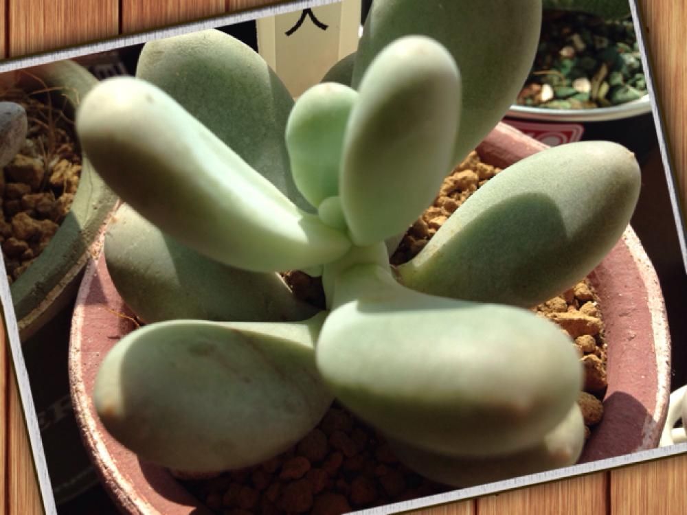 星美人(月美人)　鉢植え　日向