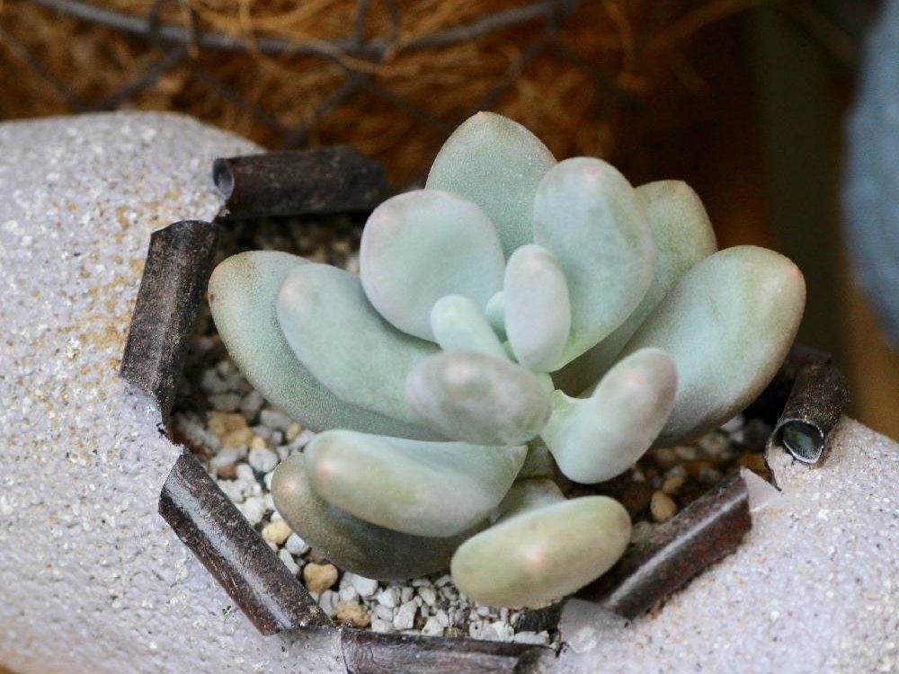 星美人(月美人)　株