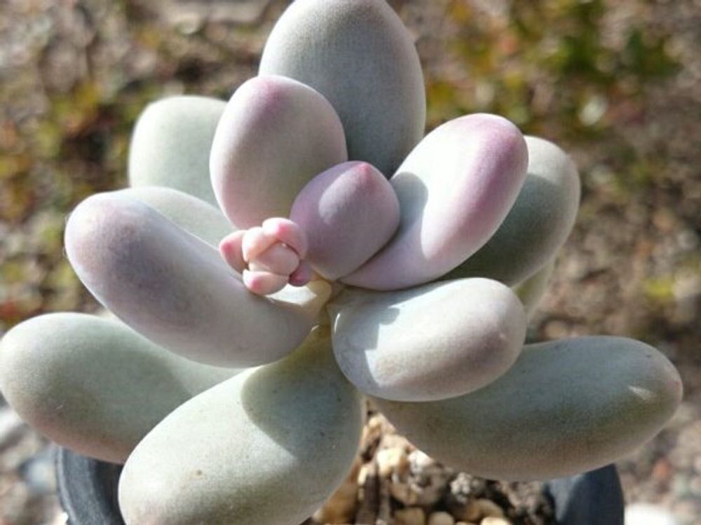 星美人(月美人)　株