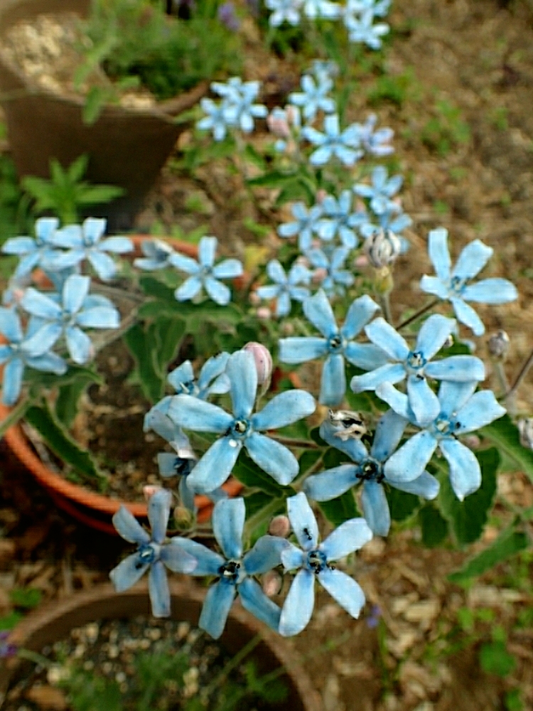 すべての美しい花の画像 50 ブルー スター 時期