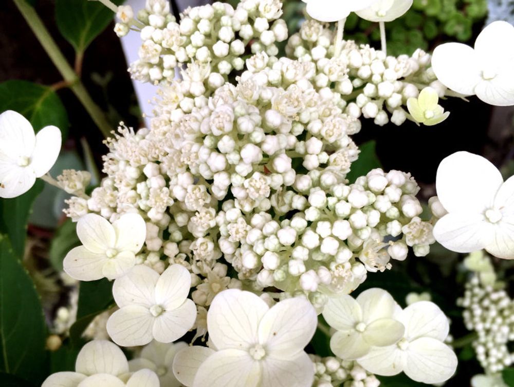 ノリウツギ　白い花　寄植え