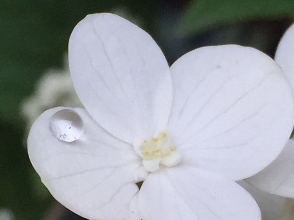 ノリウツギ　水滴　白い花