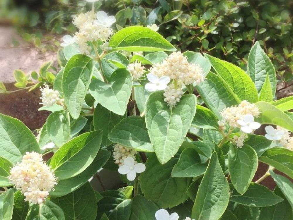 ノリウツギ　鉢植え　白い花