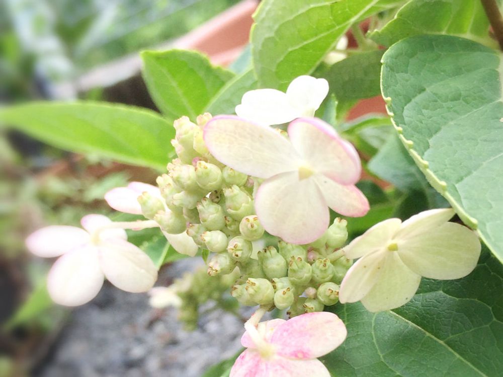 ノリウツギ　白い花