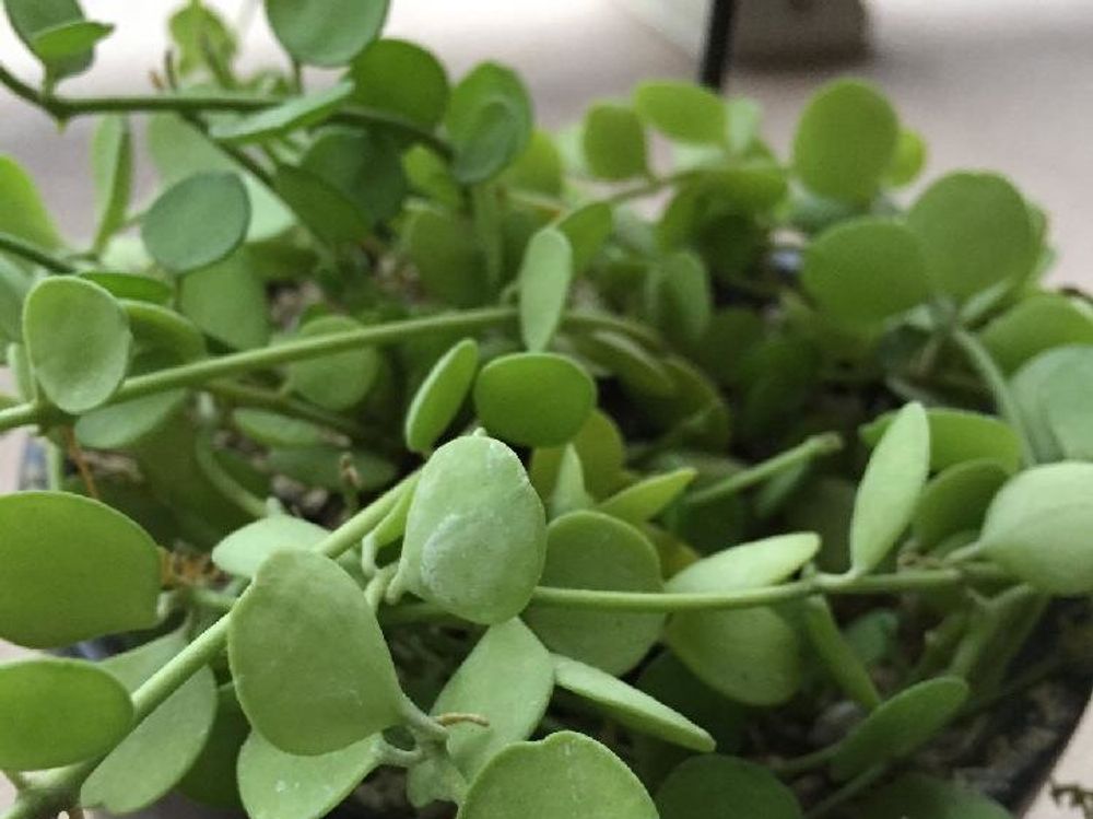 ディスキディア(カンガルーポケット)　鉢植え