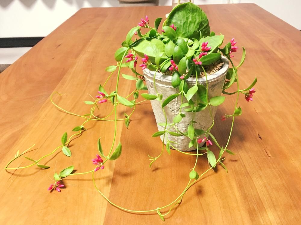 ディスキディア(カンガルーポケット)　鉢植え　株