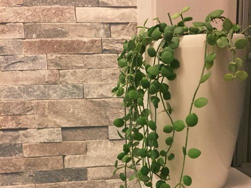 ディスキディア カンガルーポケット の育て方 植え付け方法は 土は何を使う Greensnap グリーンスナップ