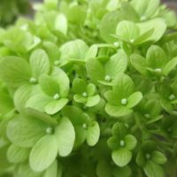 ノリウツギの育て方｜植え付けや剪定の時期は？冬の注意点とは？の画像