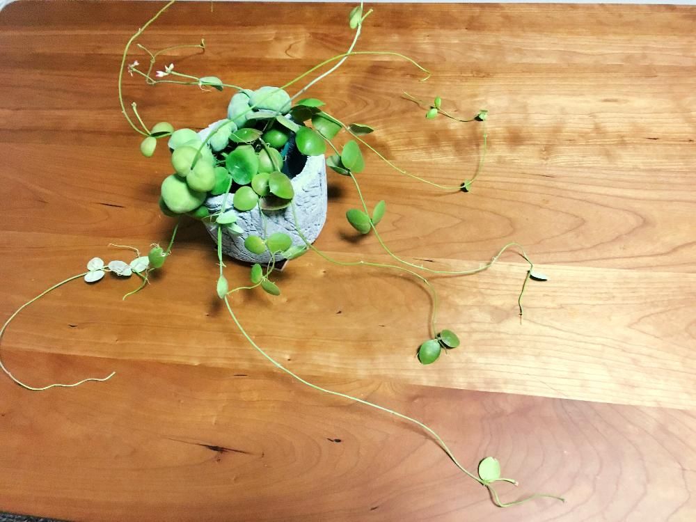 ディスキディア(カンガルーポケット)　鉢植え　屋内