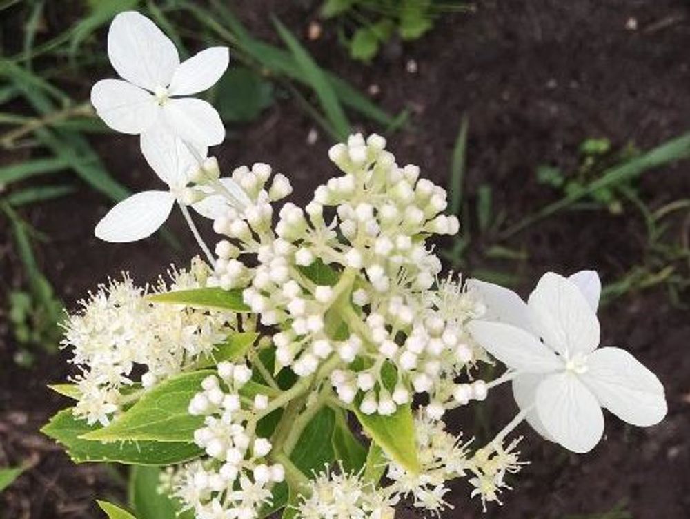 ノリウツギ　地植え　白い花