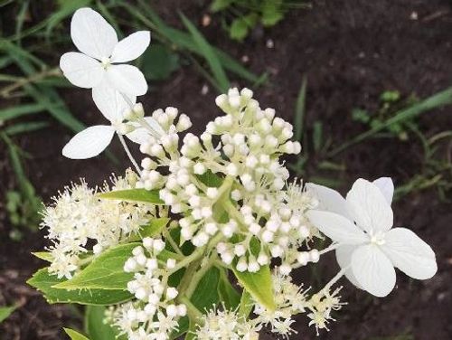 ノリウツギの育て方 植え付けや剪定の時期は 冬の注意点とは Greensnap グリーンスナップ ノリウツギの育て方 植え付けや剪定の時期は 冬の注意点とは Greensnap グリーンスナップ