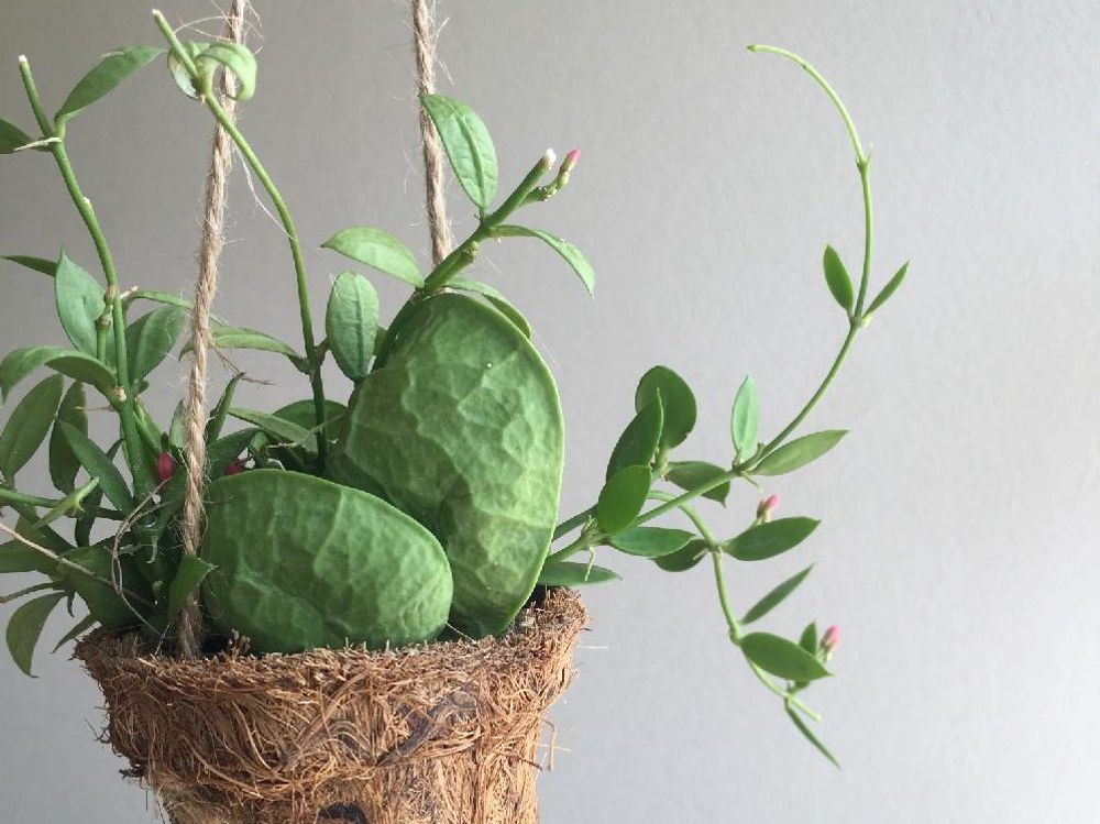 ディスキディア(カンガルーポケット)　株　蕾