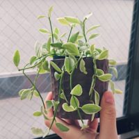 ディスキディア(カンガルーポケット)の育て方｜植え付け方法は？土は何を使う？の画像