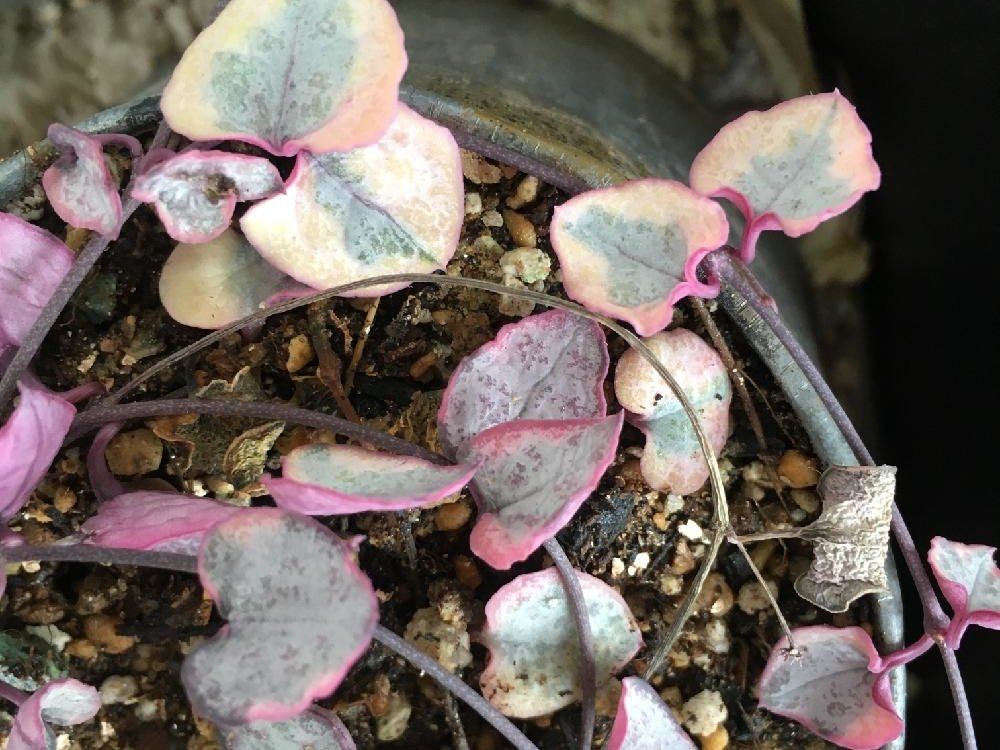 ハートカズラ　用土　株