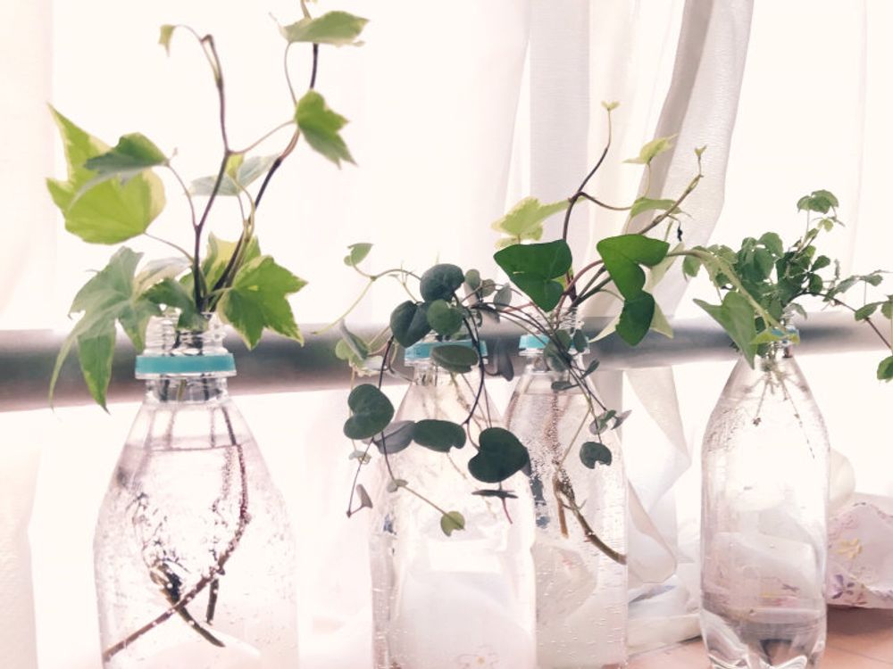 ハートカズラ　ペットボトル　窓際